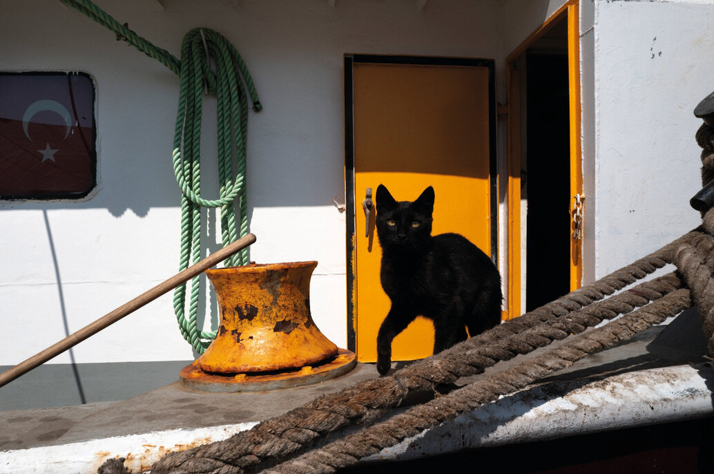 A black cat in front of a yellow door on a quayside, by Karlynne Wintels