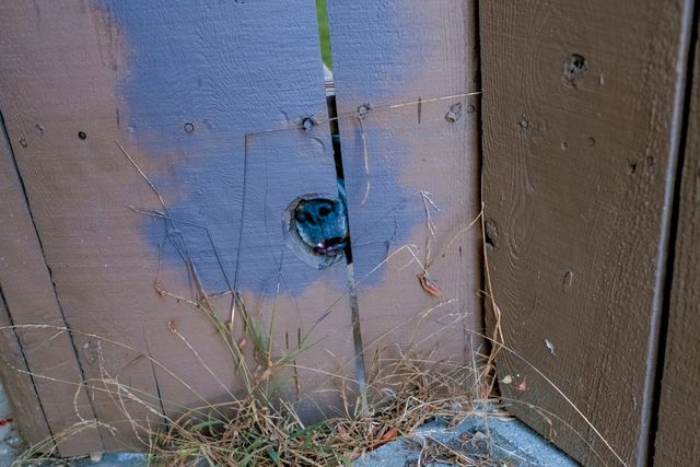 Urban Wildlife