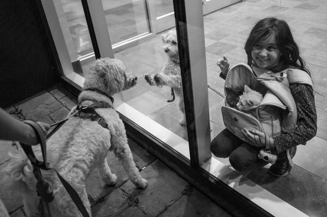 Dogs