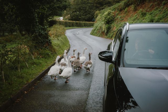 Urban Wildlife