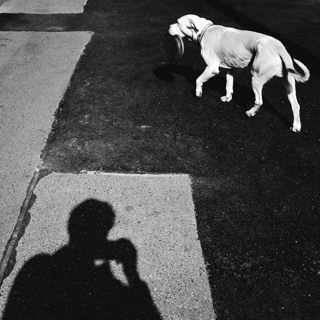 Dogs