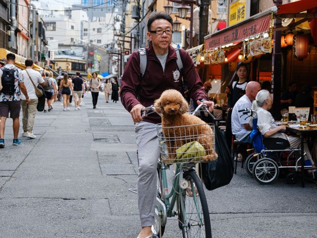 Dogs