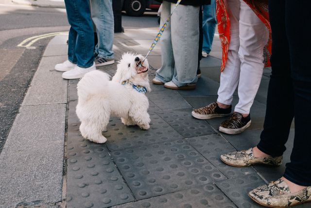 Dogs