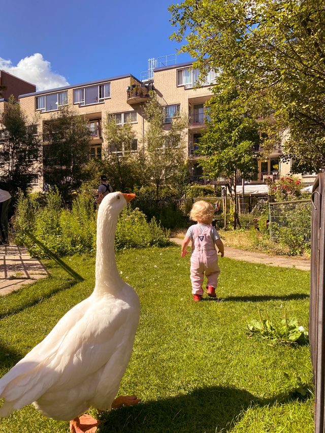 Urban Wildlife