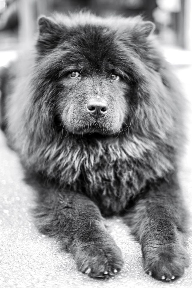 Dogs