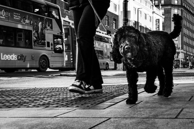 Dogs