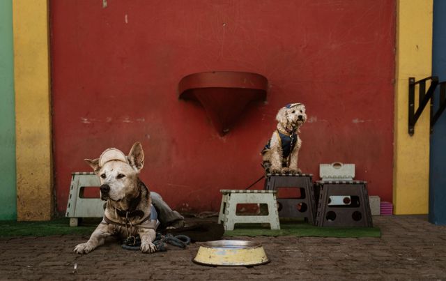 Dogs