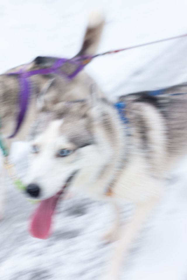 Dogs
