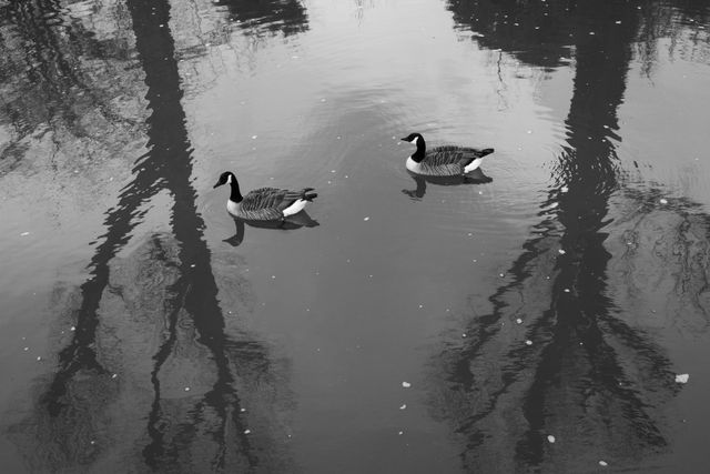 Urban Wildlife