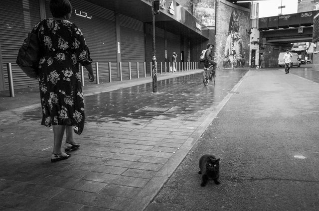 Urban Wildlife