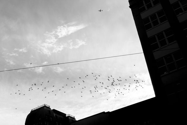 Urban Wildlife