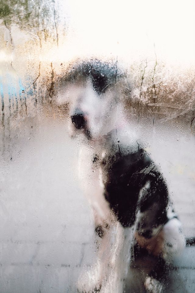 Dogs