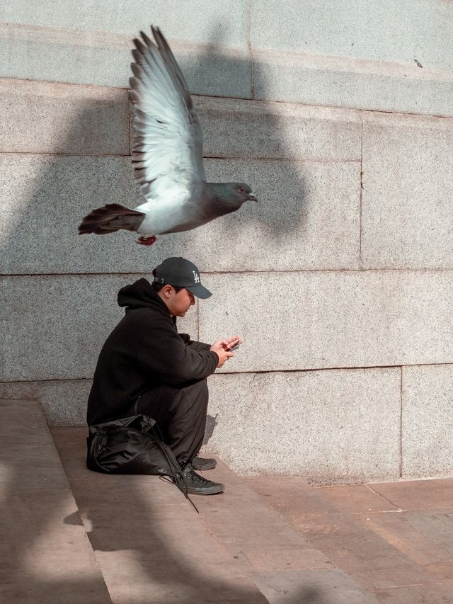Urban Wildlife