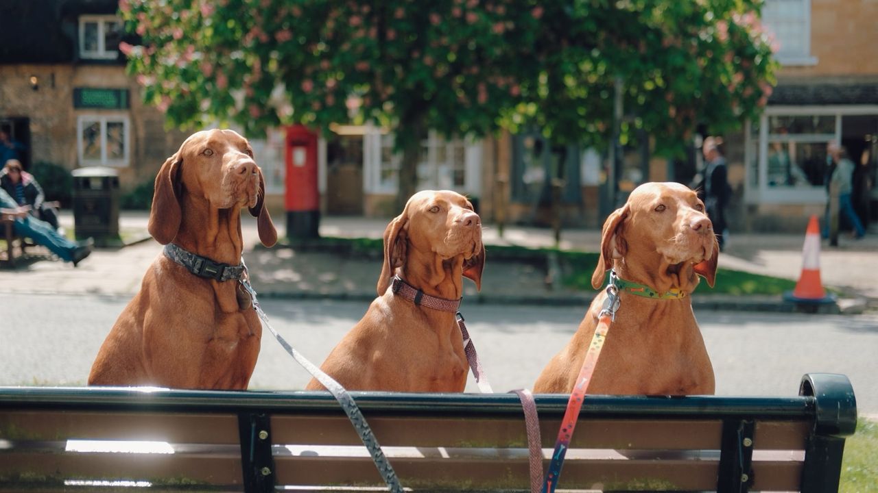#34 Dogs