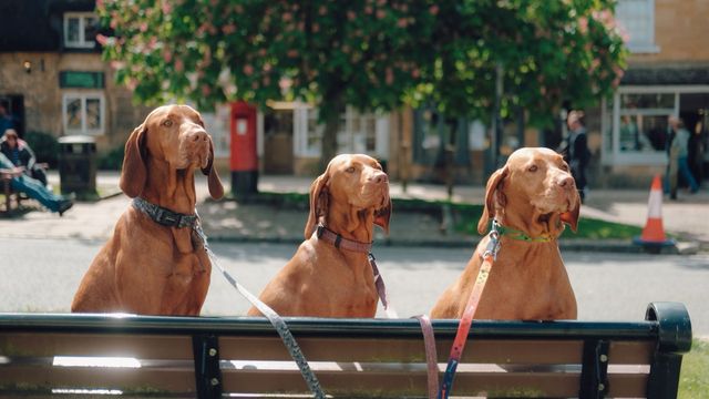 Dogs