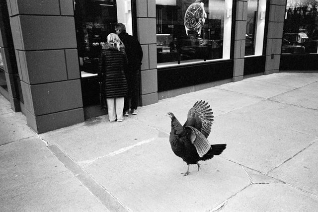 Urban Wildlife