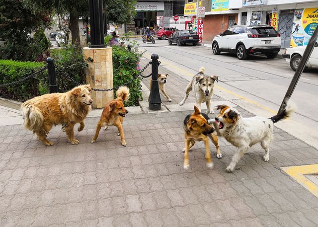 Dogs