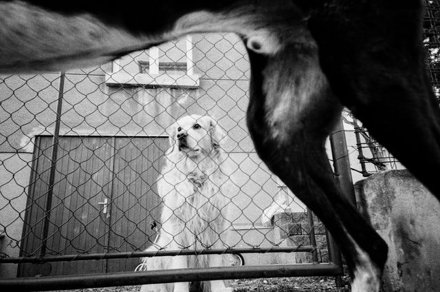 Dogs