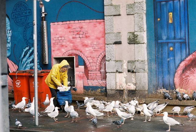 Urban Wildlife