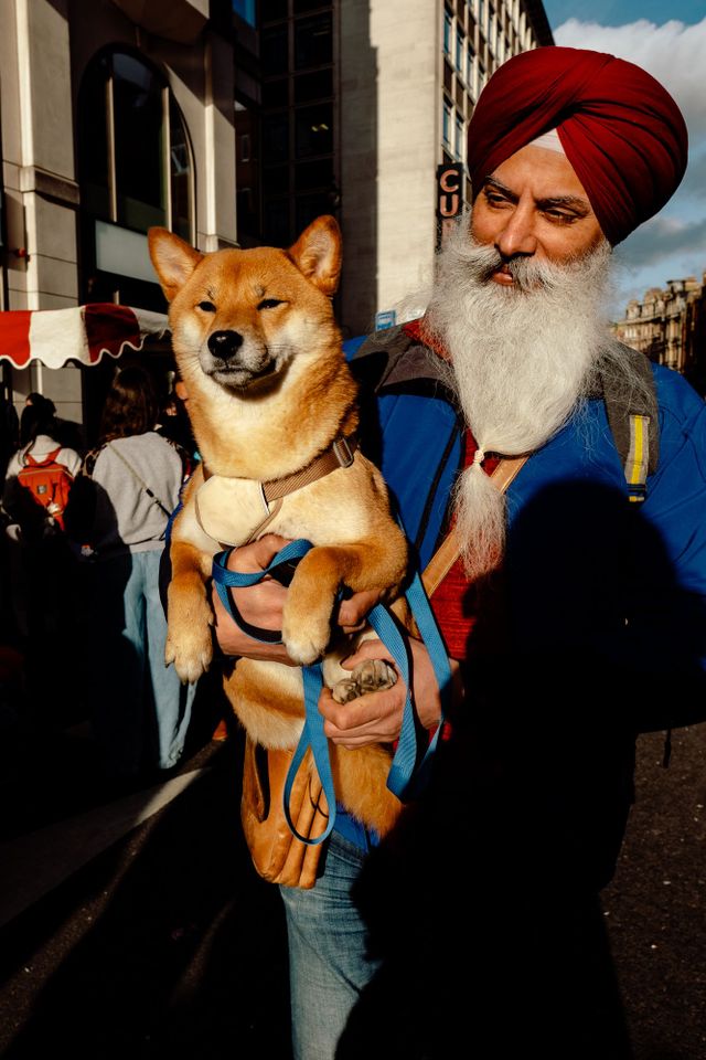 Dogs