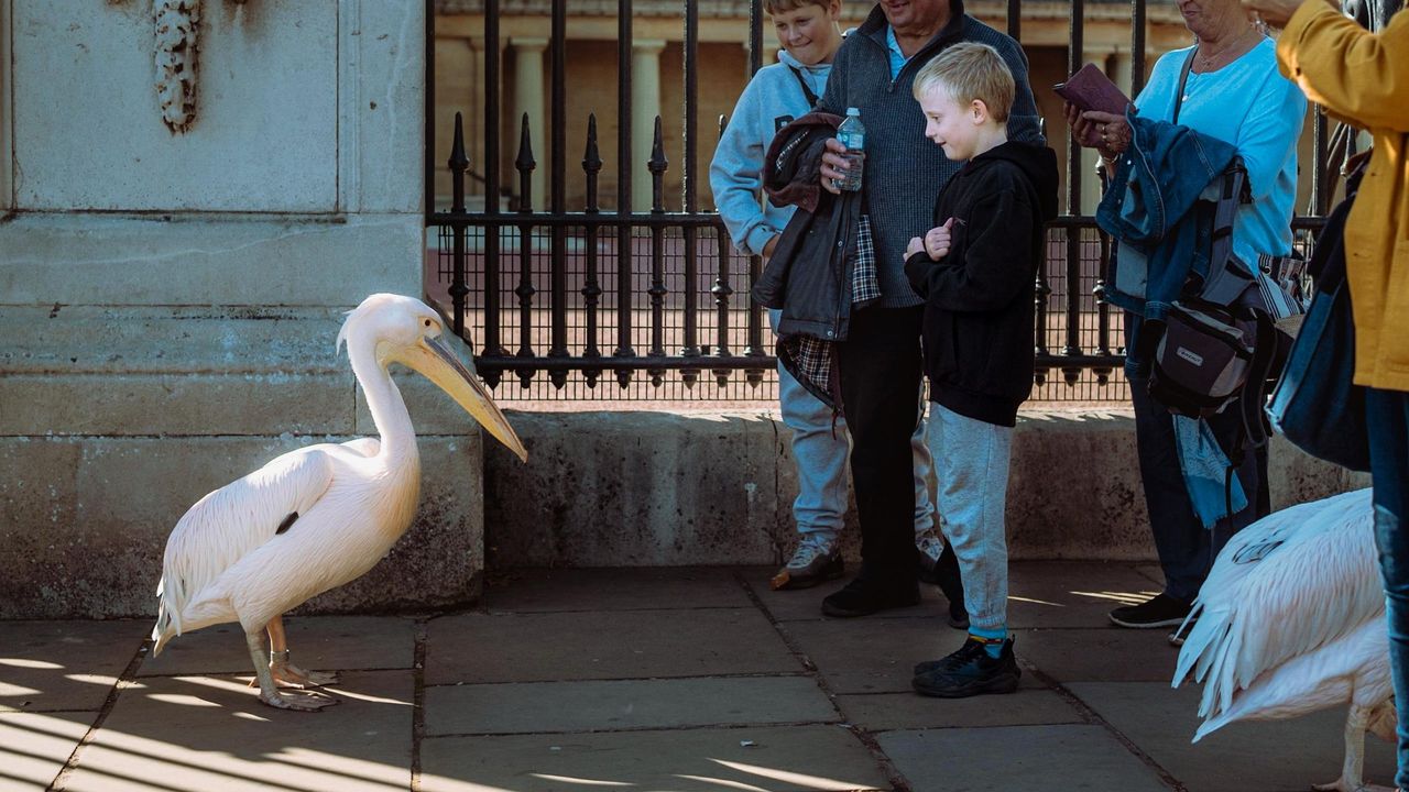Urban Wildlife