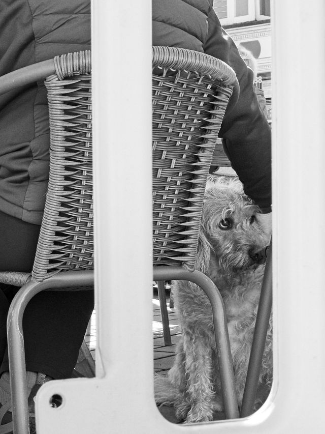 Dogs