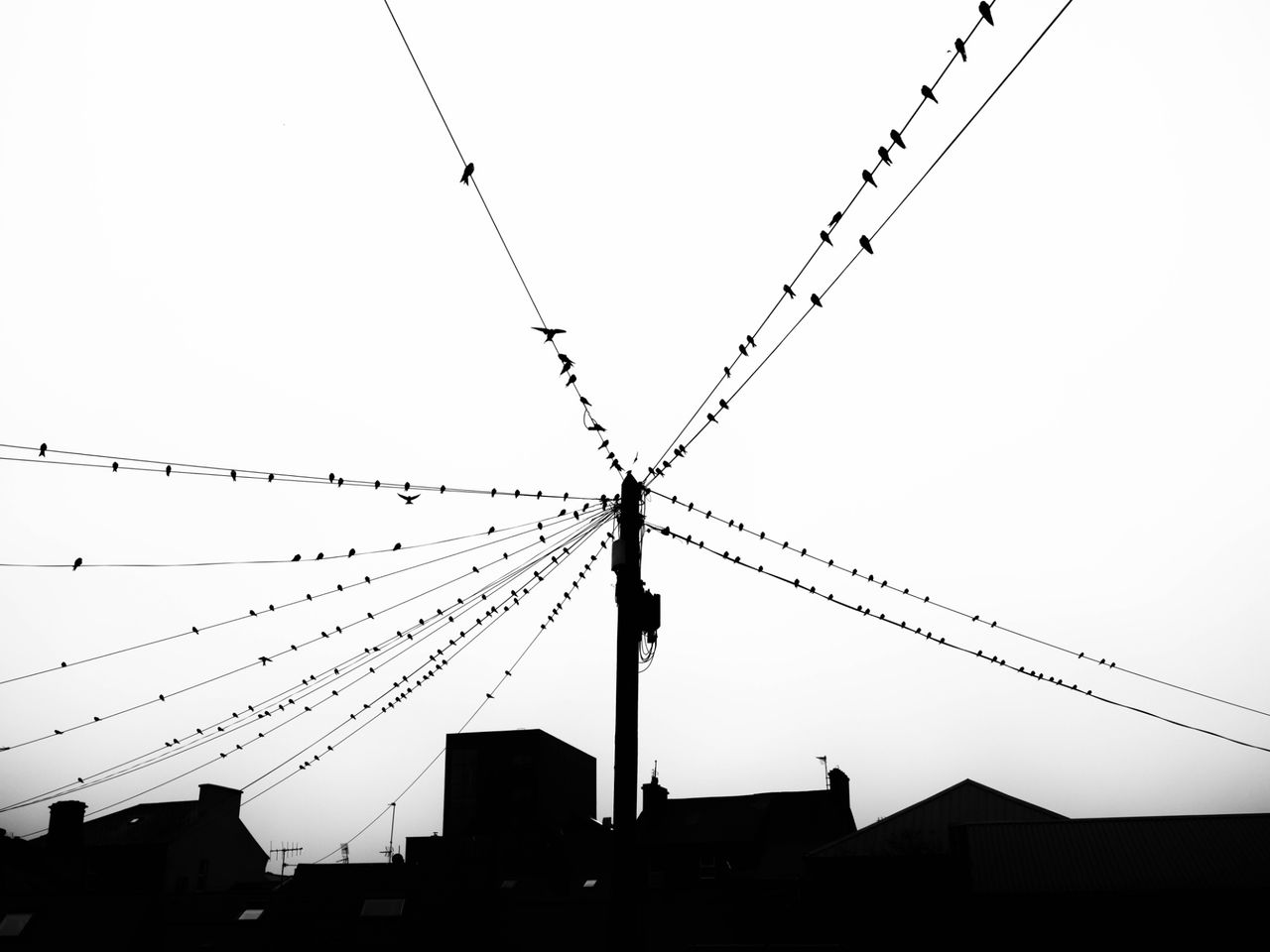 Monochrome