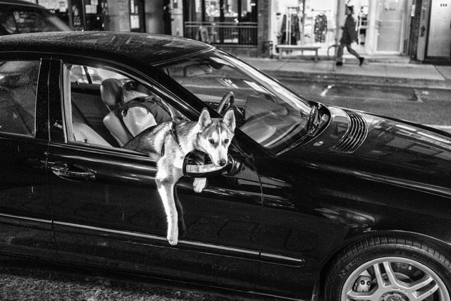 Dogs