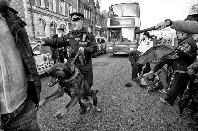 Dogs