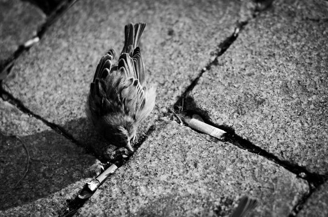 Urban Wildlife