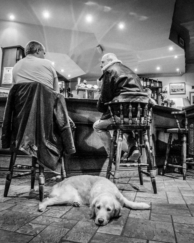 Dogs