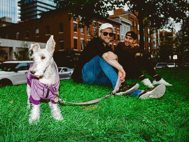 Dogs