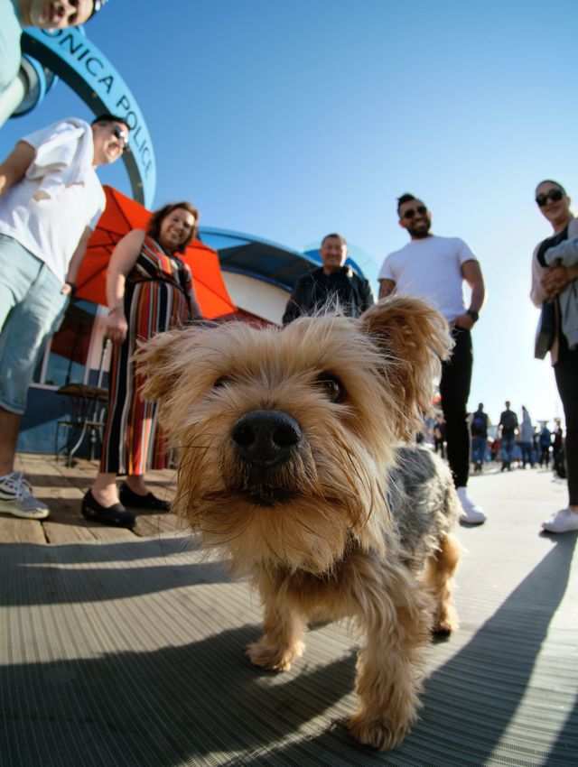 Dogs
