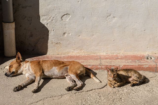 Dogs