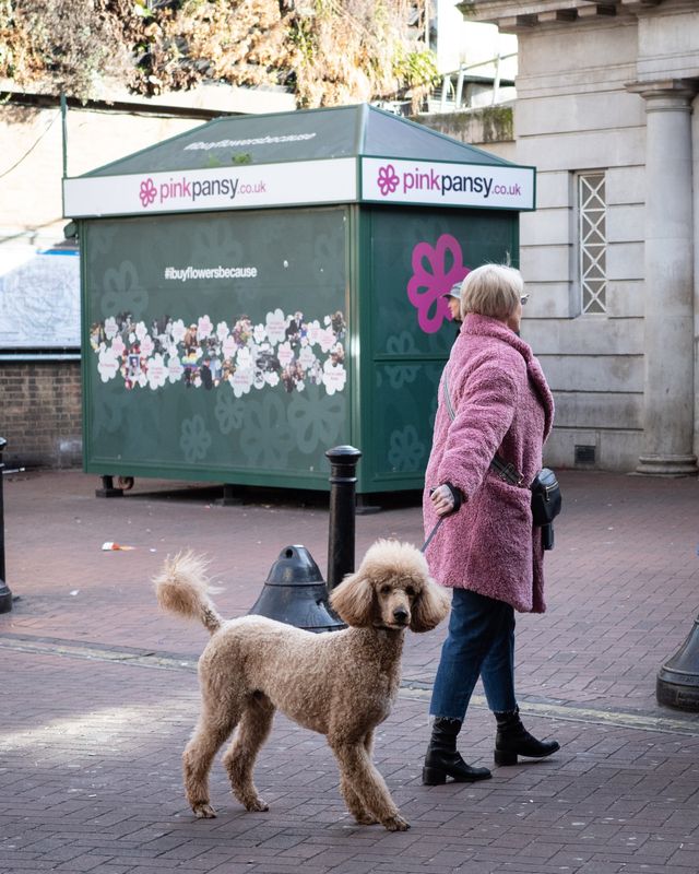 Dogs
