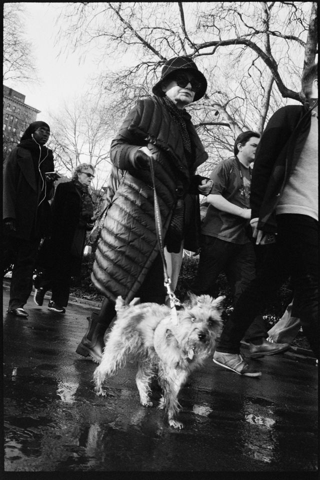 Dogs