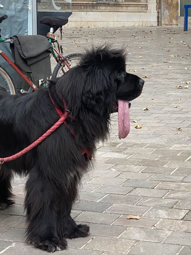 Dogs