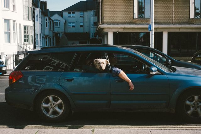 Dogs