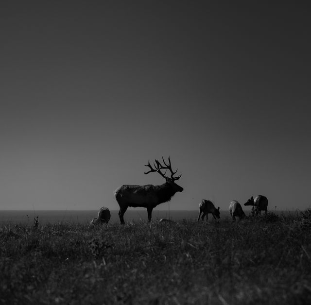 Monochrome