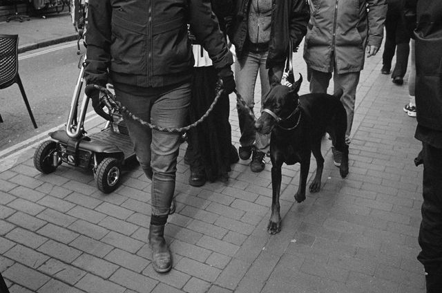 Dogs