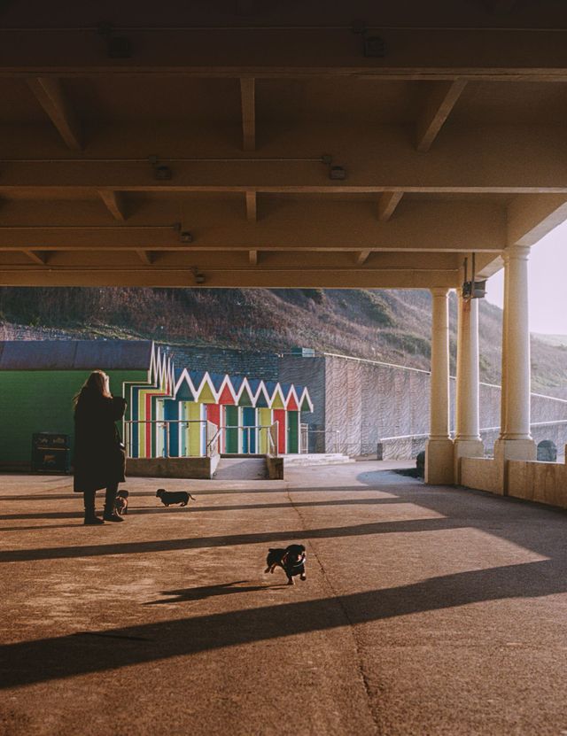 Dogs