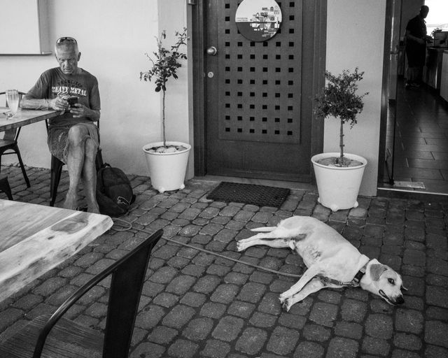 Dogs