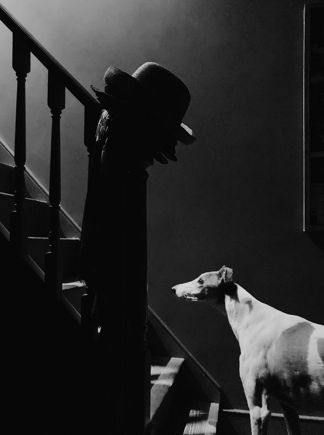 Dogs