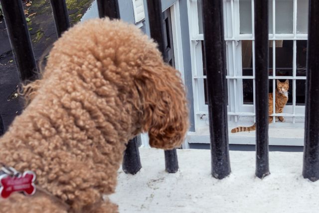 Dogs