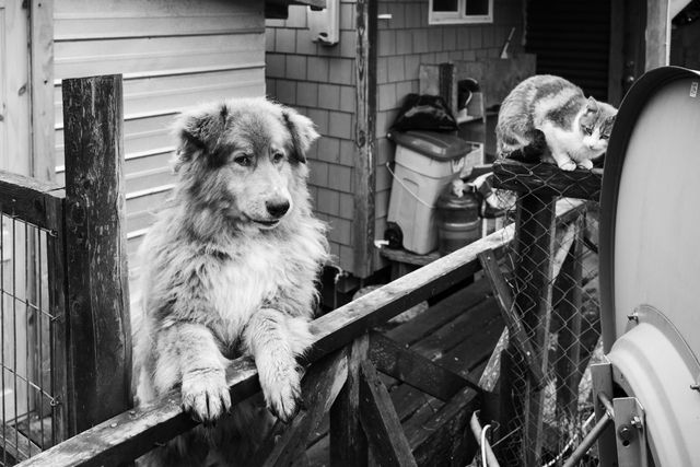 Dogs