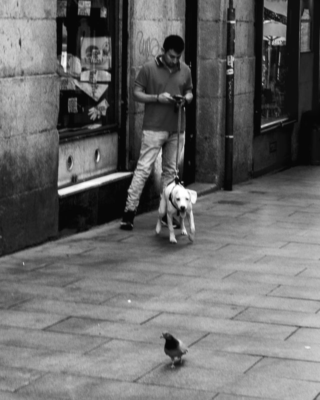 Urban Wildlife