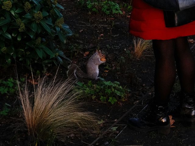 Urban Wildlife