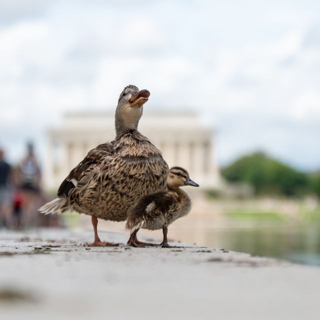 Urban Wildlife