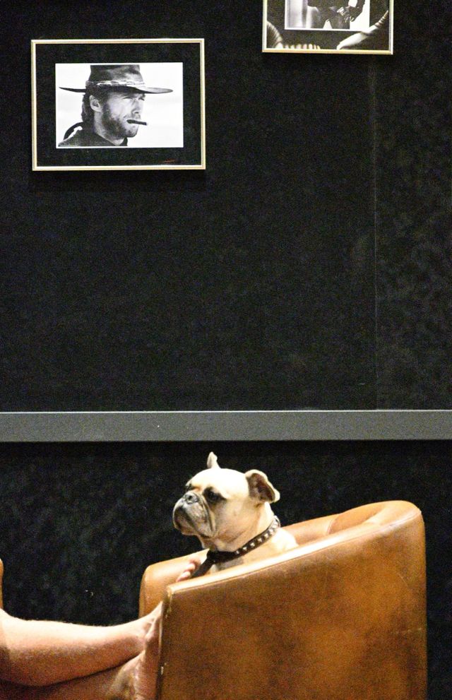 Dogs