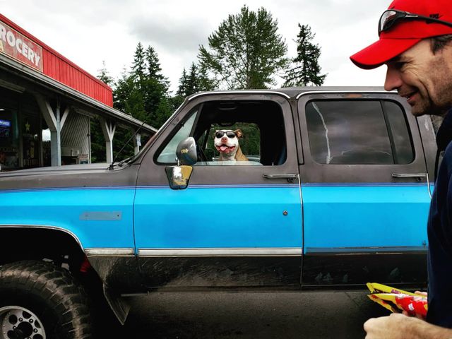 Dogs